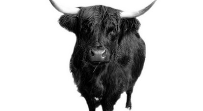 Pampeluna-gonitwa z bykami