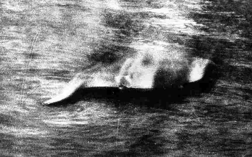 loch-ness-potwor-czy-labrador