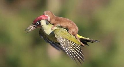 Zabawne dzikie zwierzęta