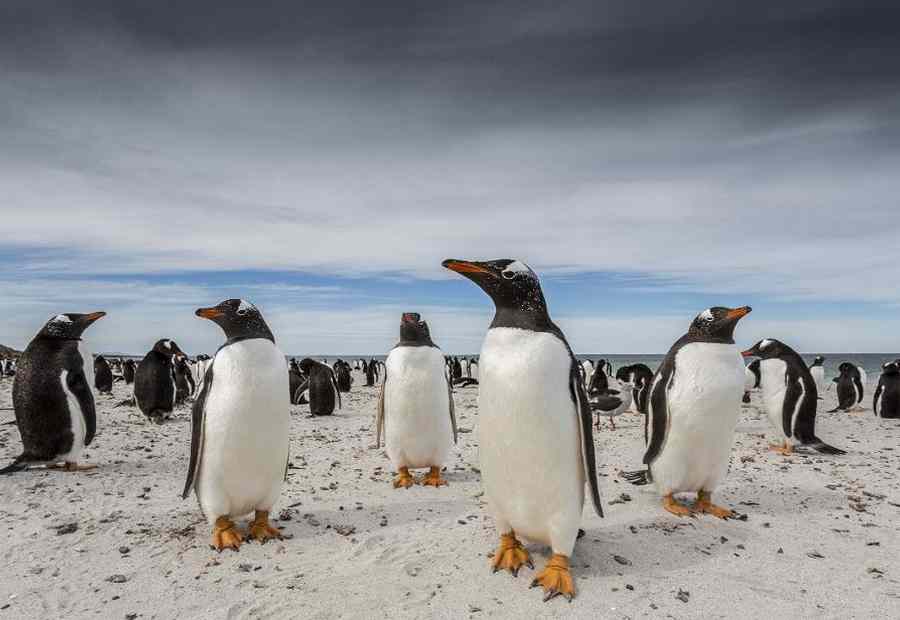 Pingwiny na Falklandach