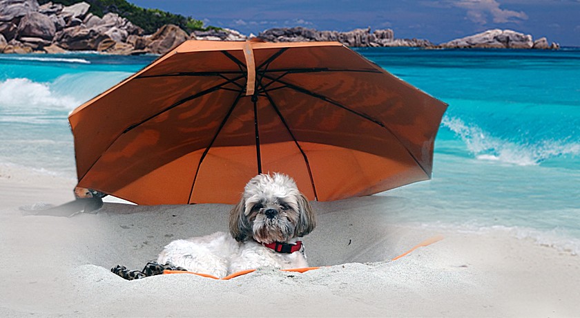 Wyjazd z psem lub kotem